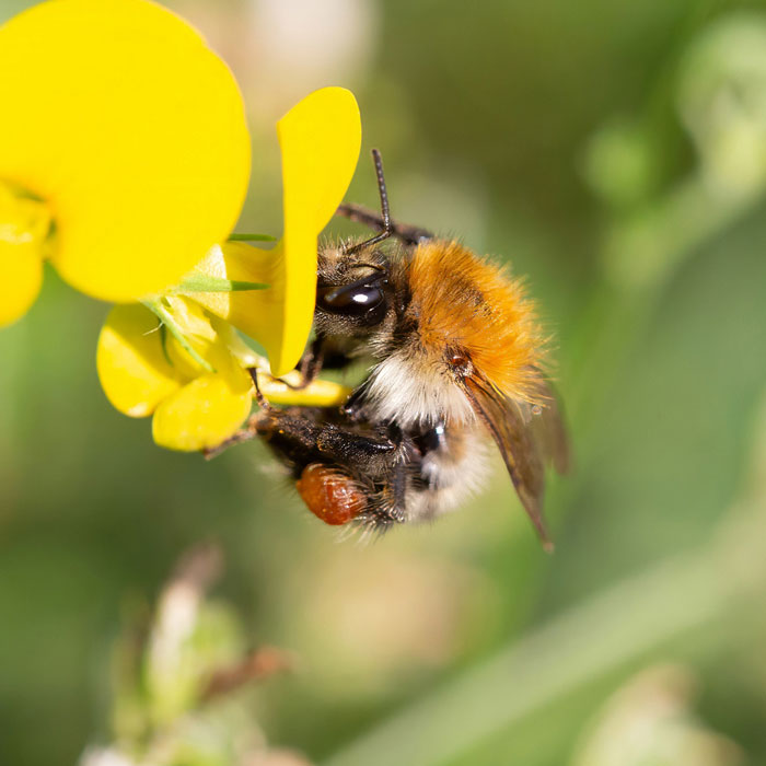 Hummel Hummel